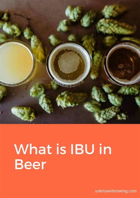 what are ibus in beer.